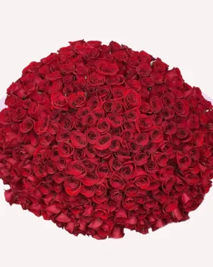 300 rosas rojas
